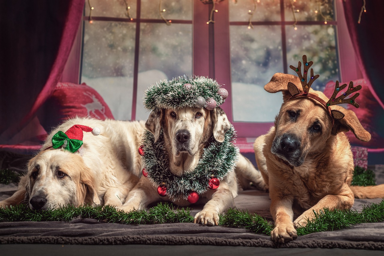 Geschenke für Hund und Halter